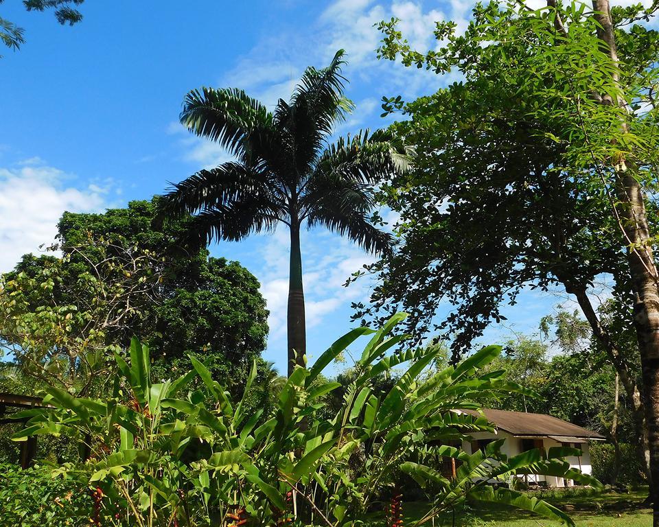 Green Corner Cahuita Exteriör bild